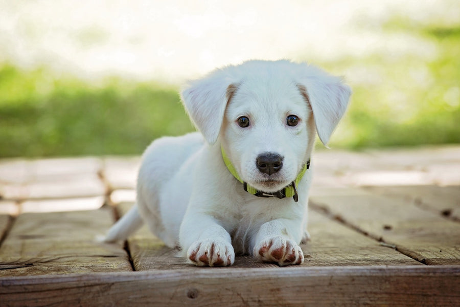 Trinn-for-steg guide: Slik får du hunden din til å tisse ute