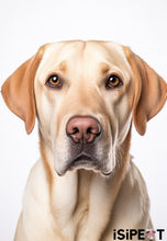 Load image into Gallery viewer, Painting - Labrador Retriever
